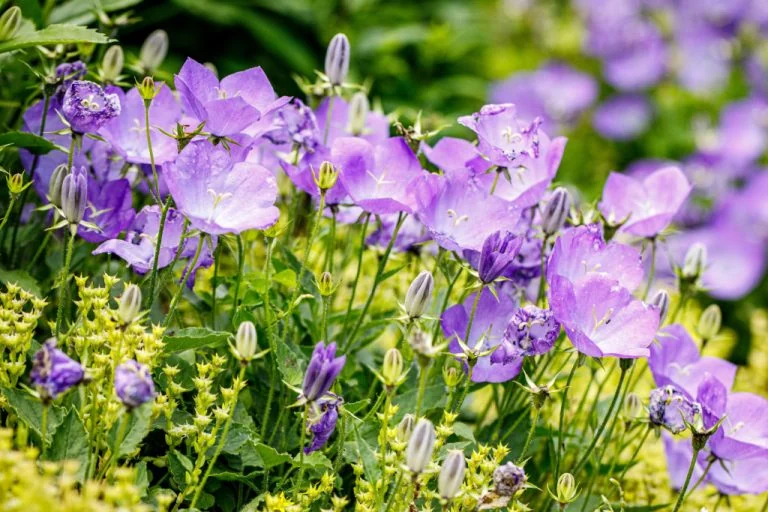 Bunte lila Blumen in voller Blüte