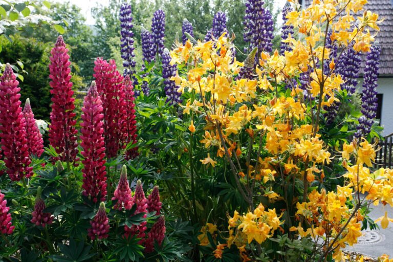 Mehrfarbiges Staudenbeet mit Lupinen und gelb blühenden Azaleen als fachgerecht angelegte Gartenbepflanzung in Wiesenthau von BELLA FLORA GmbH.