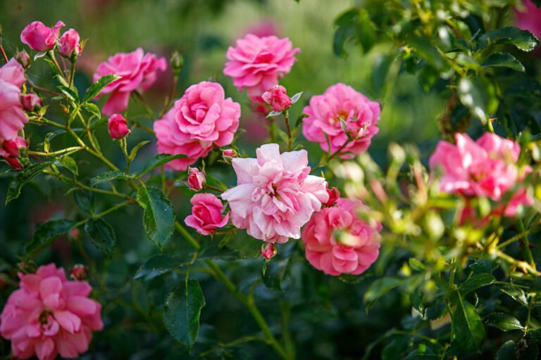 Rosa blühende Rosensträucher mit gefüllten Blüten in einer professionellen Gartenbepflanzung in Forchheim von BELLA FLORA GmbH.