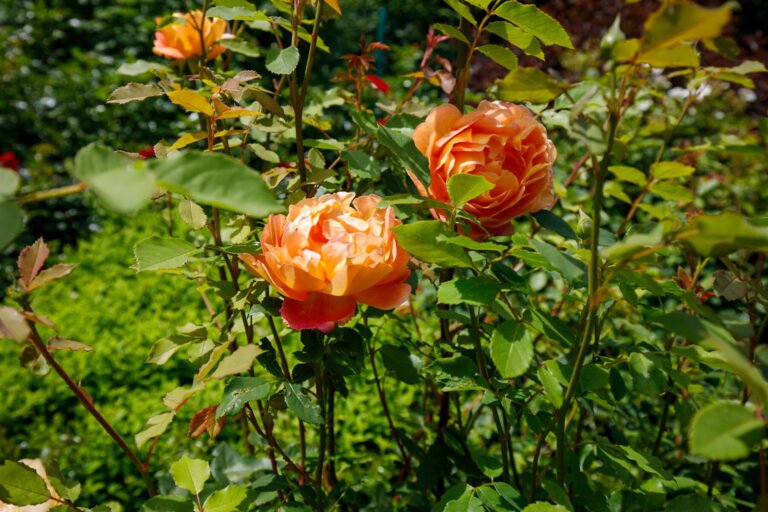Apricotfarben blühende Strauchrosen mit gefüllten Blüten in einer fachgerecht ausgeführten Gartenbepflanzung in Hirschaid von BELLA FLORA GmbH.