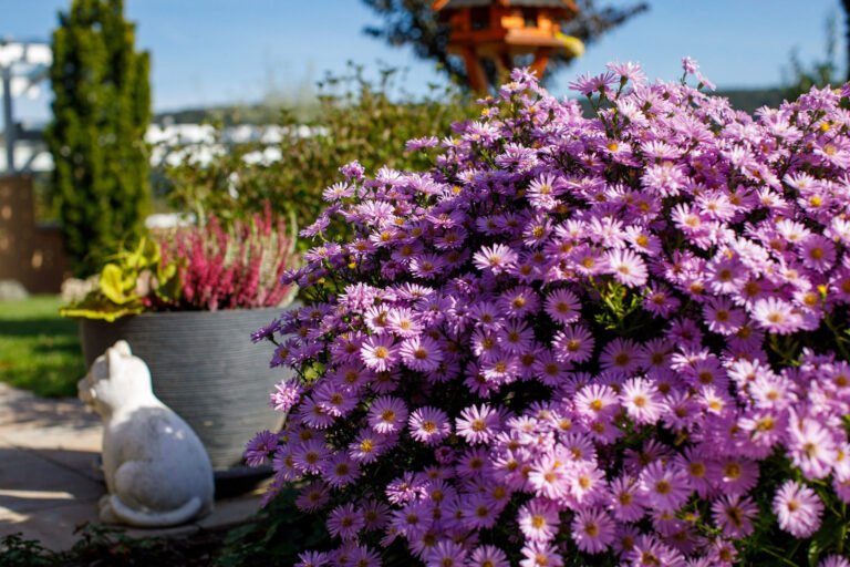 Violett blühende Herbstastern in einer professionell gestalteten Pflanzfläche mit Kübelbepflanzung im Gartenbereich in Buckenhofen von BELLA FLORA GmbH.
