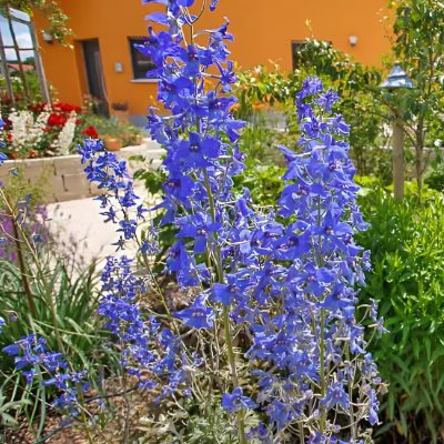 Blauer Rittersporn in strukturierter Staudenpflanzung vor Natursteinmauer und Wohnhaus, professionelle Gartenbepflanzung im Rahmen des Garten- und Landschaftsbaus in Bamberg von BELLA FLORA GmbH.