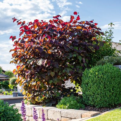 Dunkellaubiger Zierstrauch und Formschnittgehölz in strukturierter Pflanzfläche mit Natursteineinfassung, professionelle Gartenbepflanzung im Rahmen des Garten- und Landschaftsbaus in Wiesenttal von BELLA FLORA GmbH.