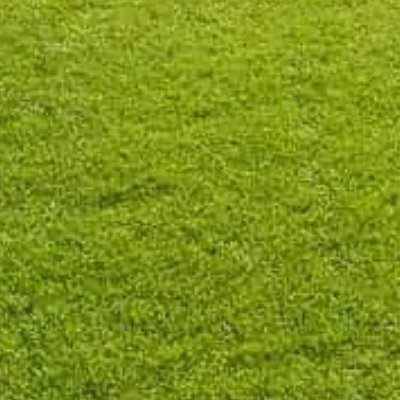 Dichter, gleichmäßig gewachsener Rasen als gepflegte Grünfläche im Hausgarten, fachgerechte Rasenanlage und Gartenbau in Streitberg von BELLA FLORA GmbH.