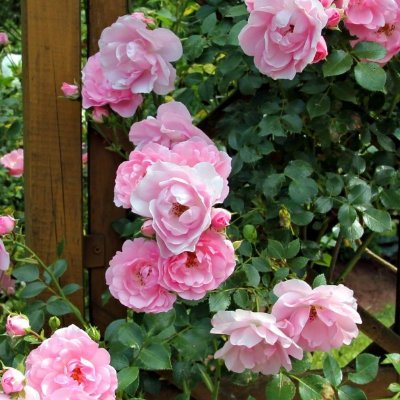 Rosafarbene Kletterrosen an Holzspalier als Teil einer strukturierten Gartenbepflanzung am Wohnhaus, professionelle Gartenbepflanzung im Rahmen des Garten- und Landschaftsbaus in Forchheim von BELLA FLORA GmbH.