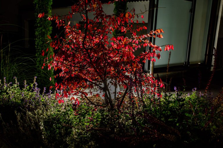Rotlaubiger Zierbaum im Staudenbeet mit gezielter Bodenbeleuchtung vor moderner Hausfassade, Pflanzkonzept und Gartenbeleuchtung in Poxdorf von BELLA FLORA GmbH.