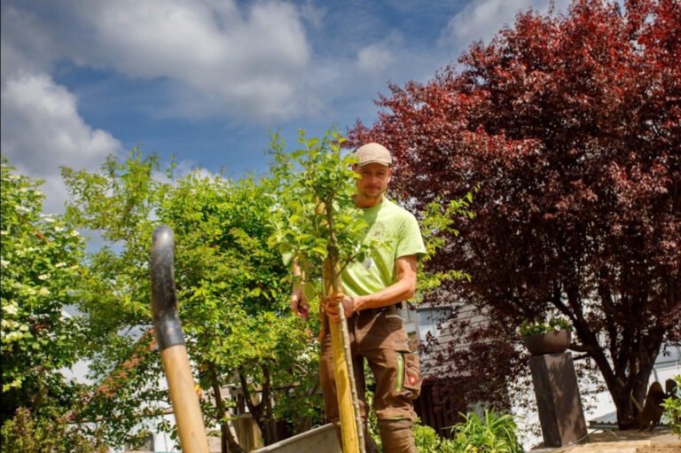 Pflanzung eines jungen Baumes mit Wurzelballen bei professionellen Pflanzarbeiten und Gartengestaltung im Privatgarten in Heroldsbach von BELLA FLORA GmbH