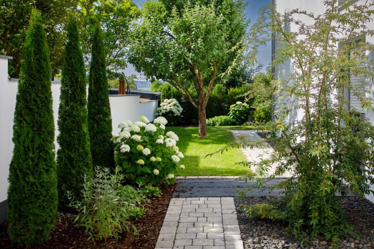 Moderner Gartenweg aus Betonpflaster mit Rasenfläche, Säulen-Koniferen und Hortensien als professionelle Gartengestaltung in Memmelsdorf von BELLA FLORA GmbH.