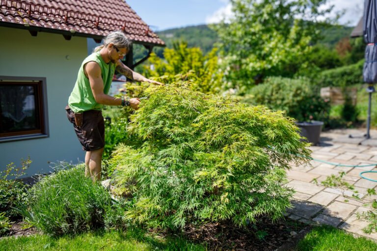 Gehölzschnitt Gartenpflege