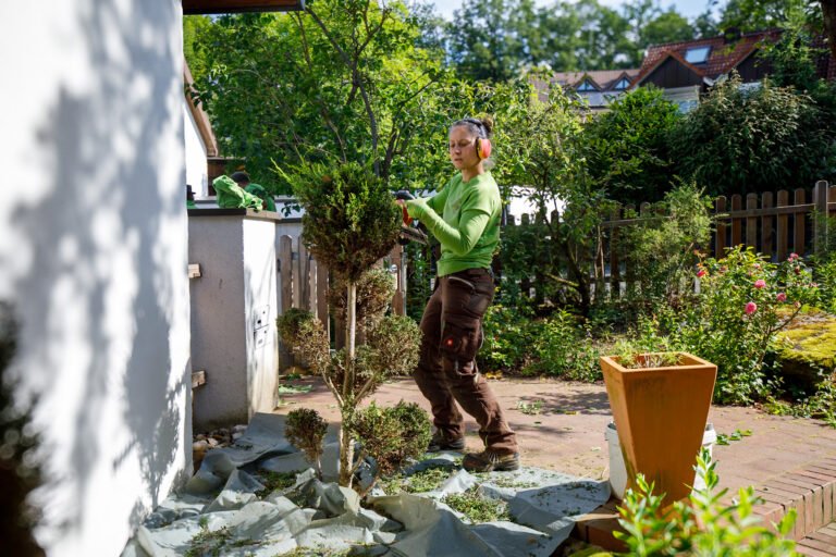 Fachgerechter Formschnitt eines mehrstämmigen Formgehölzes mit Heckenschere im Hausgarten, professionelle Gartenpflege und Gehölzschnitt in Leutenbach von BELLA FLORA GmbH.