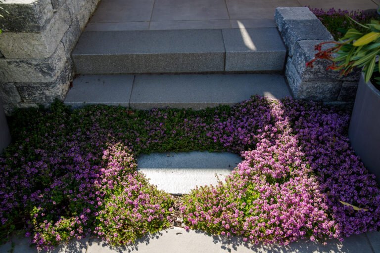 Pflastertreppe mit Bodendecker