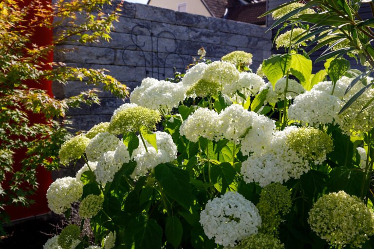 Hortensienbeet Naturstein
