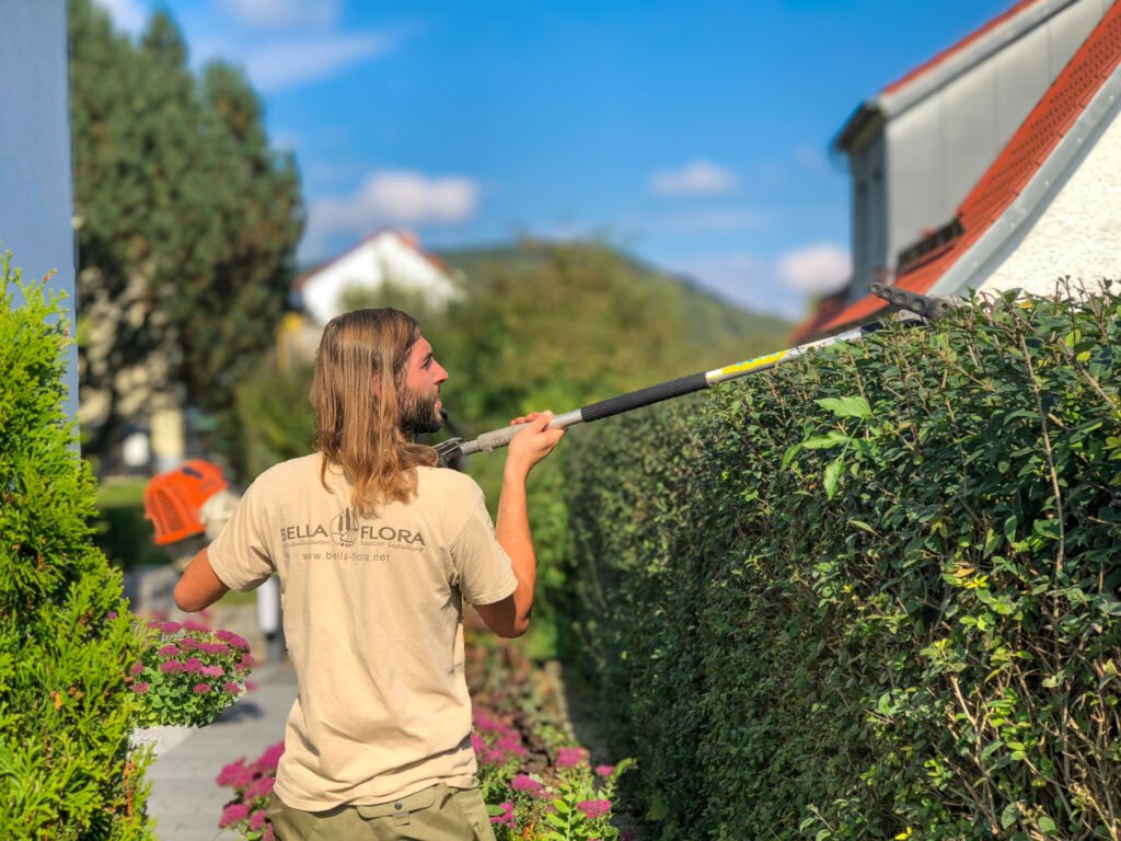 Maschineller Heckenschnitt einer hohen Grundstückshecke mit teleskopierbarer Heckenschere entlang eines Wohnhauses, professionelle Gartenpflege im Privatgarten in Burk von BELLA FLORA GmbH.