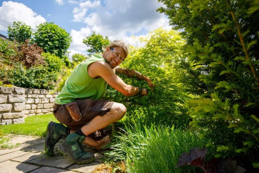 Fachgerechter Gehölzschnitt an einem japanischen Ahorn im Privatgarten mit Stauden- und Rasenflächen, professionelle Gartenpflege in Buckenhofen von BELLA FLORA GmbH.