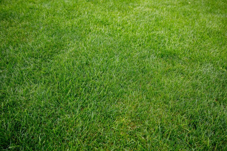 Gleichmäßig angewachsene, sattgrüne Rasenfläche mit dichtem Wuchs, professionell angelegter Rasen im Garten- und Landschaftsbau in Buckenhofen von BELLA FLORA GmbH.