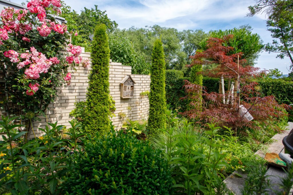 Strukturierte Gartenanlage mit Klinker-Stützmauer, Rosenbepflanzung, Formschnittgehölzen und Zierahorn, fachgerechte Gartengestaltung in Wiesenttal von BELLA FLORA GmbH.