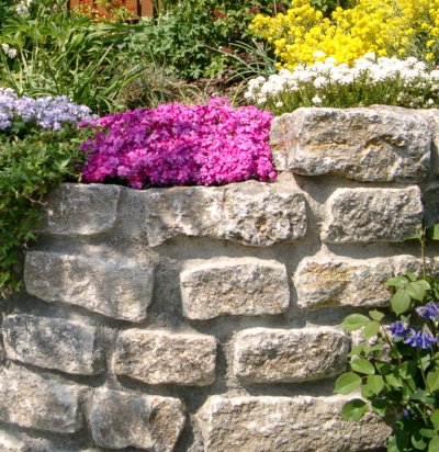 Kompakte Natursteinmauer als Stützmauer mit Stauden- und Polsterpflanzen bepflanzt, fachgerechter Mauerbau und Gartengestaltung in Burk von BELLA FLORA GmbH.