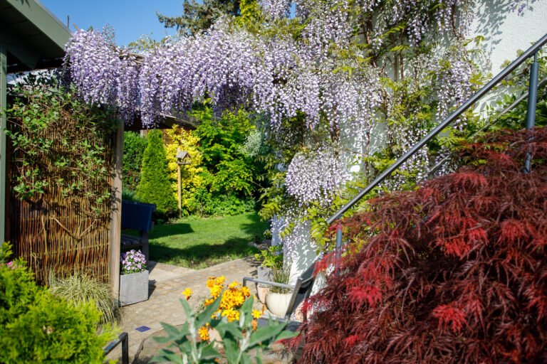 Blühender Blauregen an Hausfassade mit japanischem Fächerahorn und Sitzbereich in strukturreicher Gartengestaltung von BELLA FLORA GmbH.