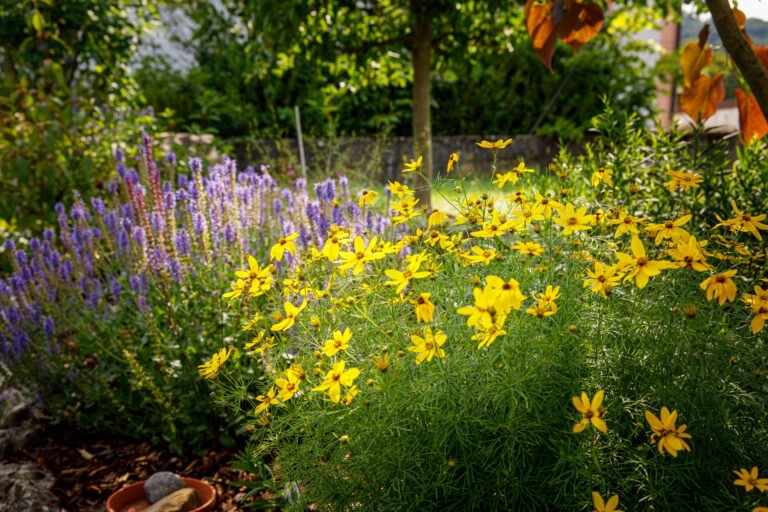 Mehrjähriges Staudenbeet mit gelb blühender Coreopsis und violettem Salbei in naturnaher Gartengestaltung, professionelle Staudenpflanzung und Gartenplanung in Forchheim von BELLA FLORA GmbH.