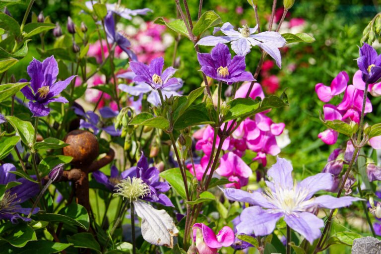 Violett und rosa blühende Clematis als kletternde Staudenpflanzung in strukturreicher Gartenanlage, fachgerechte Pflanzarbeiten in Effeltrich von BELLA FLORA GmbH.