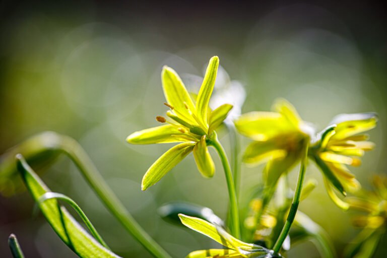 Gelb blühender Winterling als frühe Frühlingsblume in naturnaher Staudenpflanzung im Garten, fachgerechte Pflanzarbeiten in Wiesenthau von BELLA FLORA GmbH.