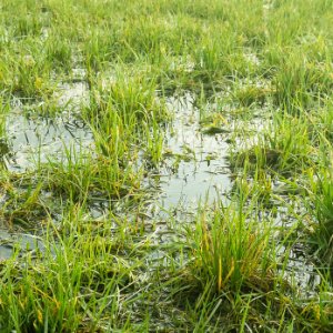 Staunässe auf verdichtetem Rasen mit Wasseransammlungen als Ausgangssituation für Drainage und Bodenverbesserung in Ebermannstadt von BELLA FLORA GmbH.