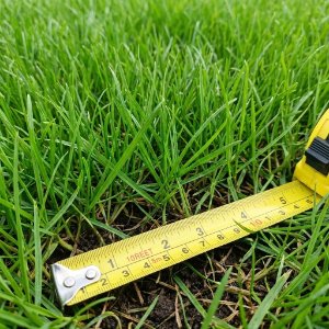 Messung der Rasentragschicht mit Maßband auf dichter Rasenfläche zur Qualitätskontrolle und fachgerechten Rasenanlage in Wiesenttal von BELLA FLORA GmbH.