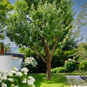 Gepflegter Hausgarten mit Solitärbaum, Rasenfläche und blühenden Hortensien als professionelle Gartenanlage in Hirschaid von BELLA FLORA GmbH.