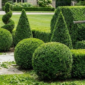 Geometrisch geschnittene Formgehölze und Buchskugeln in strukturierter Gartenanlage, professioneller Formschnitt und Gartenpflege in Kersbach von BELLA FLORA GmbH.