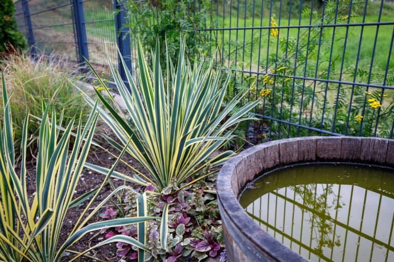 Modern bepflanztes Staudenbeet mit Yucca, Ziergräsern und Wasserfass am Metallzaun als Gartenanlage in Forchheim von BELLA FLORA GmbH.