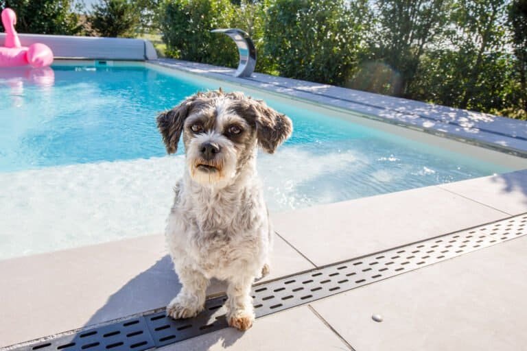 Kleiner Hund am modernen Gartenpool mit Überlaufrinne und Edelstahl-Wasserfall als Teil einer hochwertigen Gartengestaltung in Ebermannstadt von BELLA FLORA GmbH.